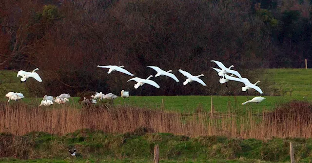 Norwegian energy company sues following Cork wind farm rejection