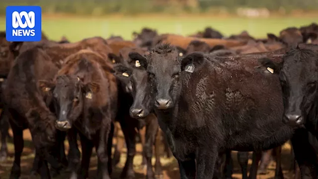 Pardoo Wagyu plans 10,000-head feedlot amid continued confidence in marbled beef market