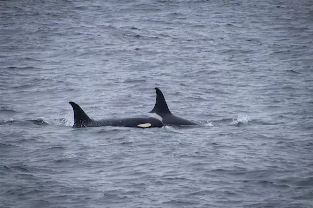 Orcas challenge the Bering Sea’s black cod industry