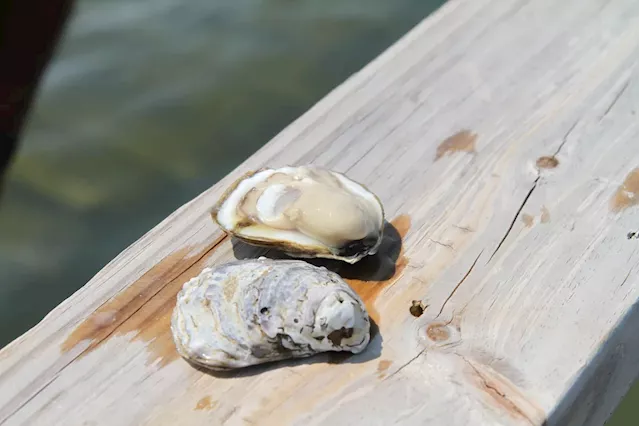 Alabama oyster season 2024: Harvest forecast and industry challenges