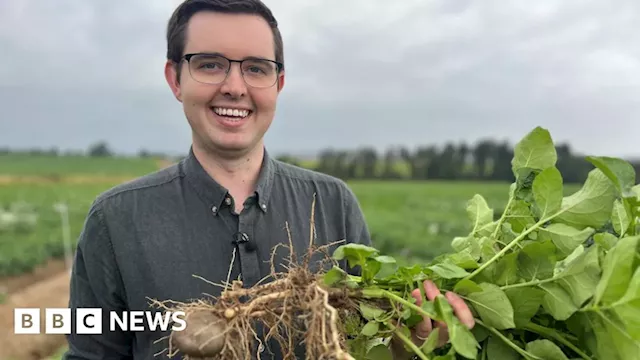 Could 'super potatoes' save the tattie industry?