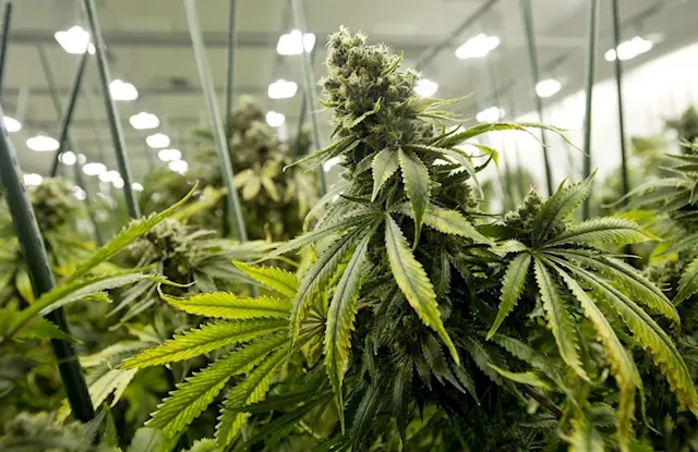 The pot farm next door: Black market weed operations inundate California suburb, cops say