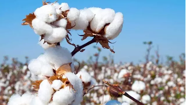 Nigeria’s cotton industry revitalization to create 1.4 million jobs annually