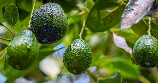 Avocado demand links U.S. companies with Mexico’s deforestation disaster