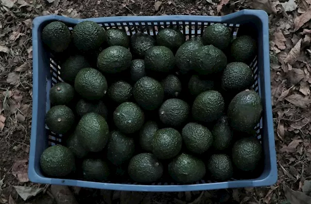 Avocado goldrush links US companies with Mexico's deforestation disaster