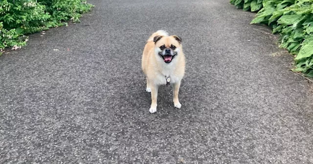 Glasgow west end Doggy Day-care hosting 'pawesome' monthly market for all things dog-related