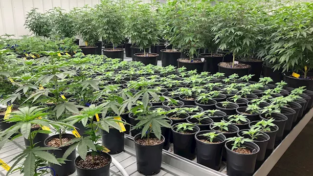 Companies awarded Alabama medical marijuana licenses seek court order allowing them to start work