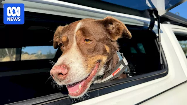 Truffle dog business nothing to sniff at as market for the edible fungus expands