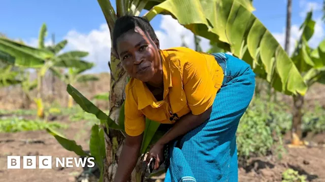 Banana wine: Malawi's growing industry to beat climate change