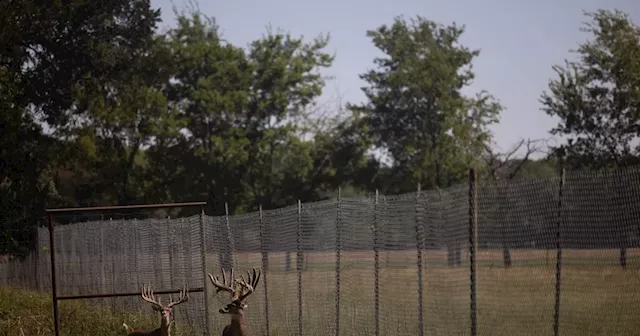 Texas fight against deer disease threatens breeding industry