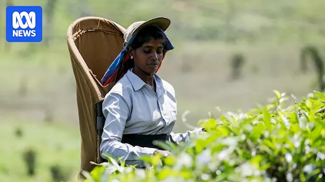 Sri Lanka's tea industry faces crisis amid wage hike and tough conditions for workers