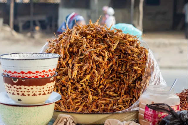 INSIDE STORY: Despite insurgency, Borno's multi-billion naira grasshoppers industry taking residents out of poverty