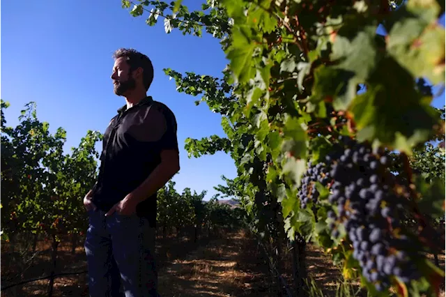 Amid a weakened wine market, Alameda County grape growers nearly double the acreage of a classic varietal