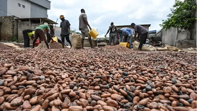 London’s cocoa market blighted by ‘poisoned pill’