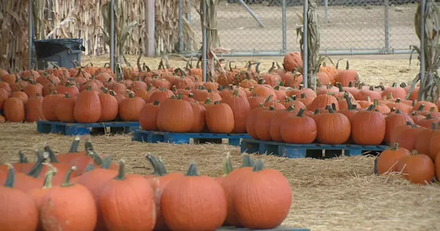 Carlsbad Strawberry Company opens pumpkin patch for fall fun