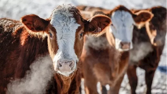 Years-long ban on Canadian beef highlights uncertainty of Chinese market