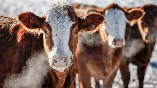 Years-long ban on Canadian beef highlights 'uncertainty' of Chinese market