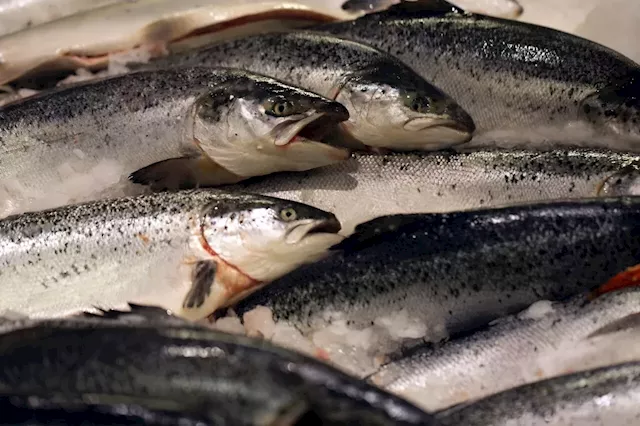 Norway limits wild salmon fishing as stocks hit new lows