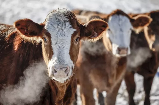 Years-long ban on Canadian beef highlights 'uncertainty' of Chinese market