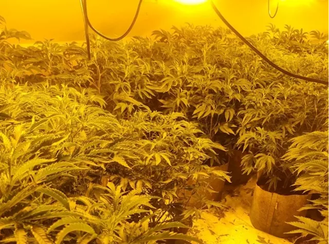 Jailed: Cannabis 'gardener' found with 251 plants and drugs in his caravan during Market Drayton raid