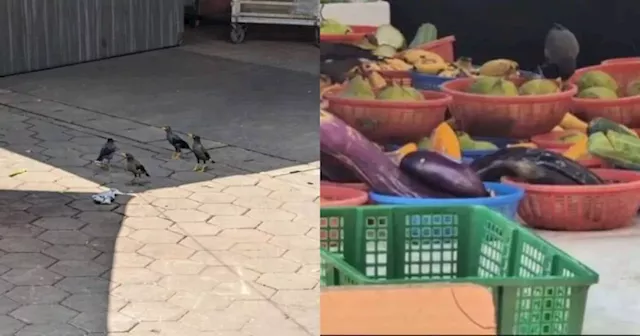 Birds Feeding On Uncovered Fruit At Singapore Market Stall Under Investigation