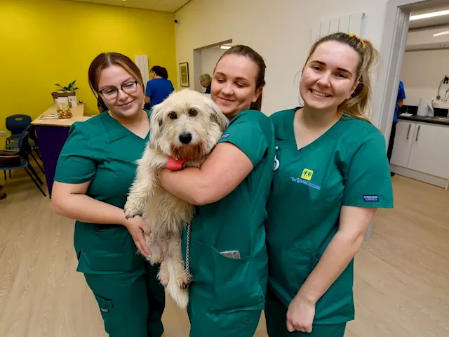 Market Drayton vets start own 'independent' surgery as they pledge to give pet owners 'an alternative'