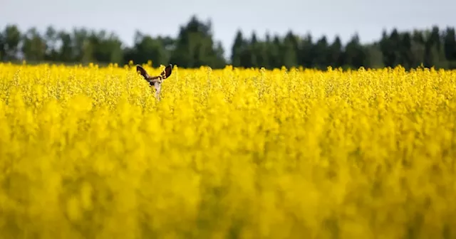 Canadian canola industry could take $1B hit in wake of Chinese trade actions: report