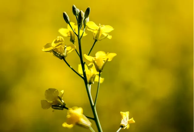 Canadian canola industry could face $1-billion in losses due to Chinese trade actions, report finds