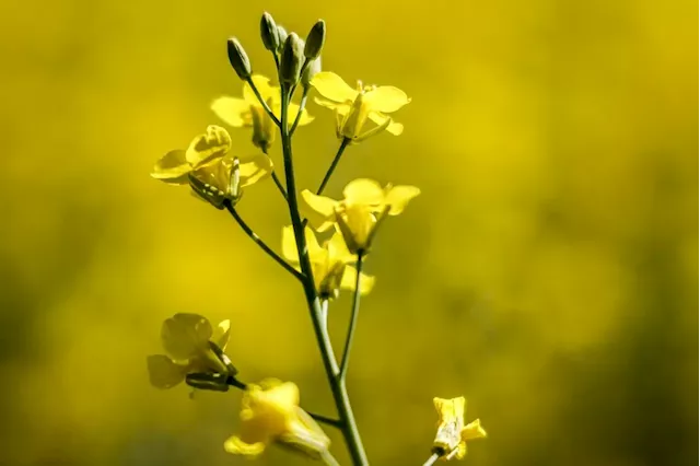 Canadian canola industry could take $1B hit in wake of Chinese trade actions: Report