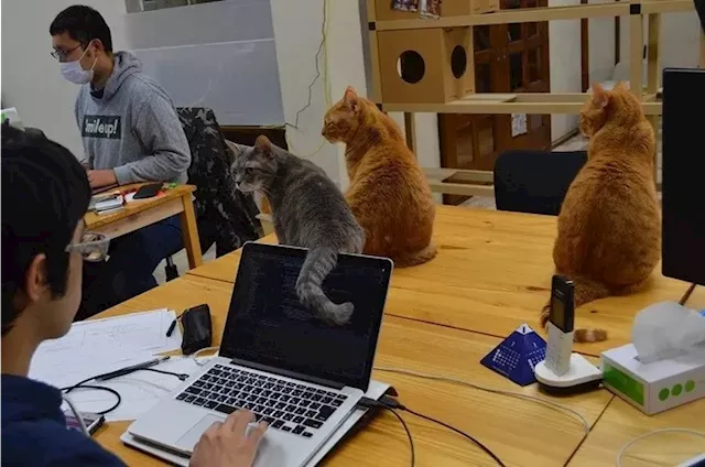 Japan company wows social media with cat ‘staff’ – office clerk, auditor, even ‘chaircat’