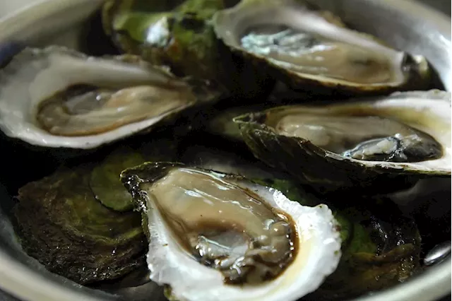 P.E.I. oyster farmers fear without government help, MSX parasite will kill industry