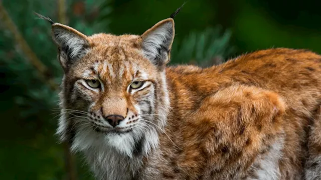 Lynx Released in Scottish Highlands Originate From Black Market, Experts Suspect