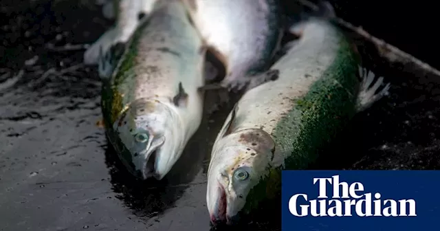 Scottish Salmon Farming Industry Criticized for 'Slow Progress' on Regulation