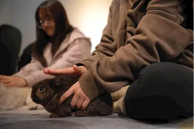 Fur-tune tellers do brisk business as more animal lovers in Singapore seek help from ‘communicators’