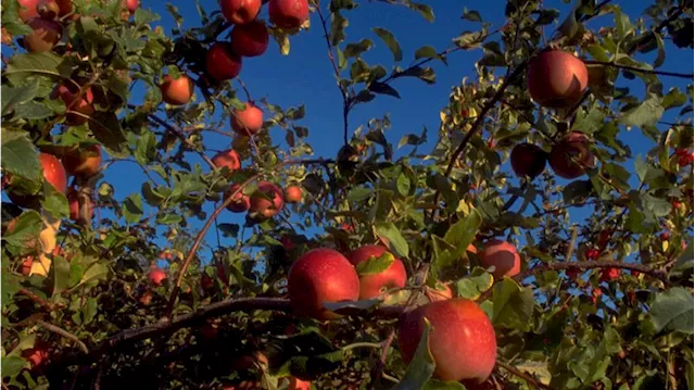 Climate Change Threatens Apple Industry, Washington State Hit Hardest